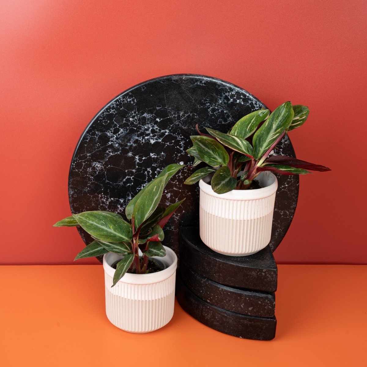 Calathea Magic Star, Blattdetail in Nahaufnahme