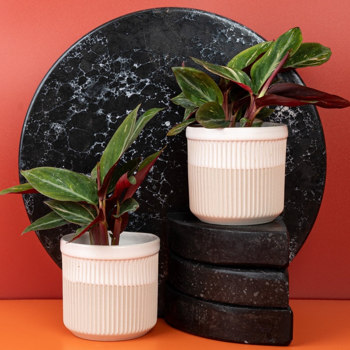 Calathea Magic Star, Gesamtwuchs – Ansicht 7