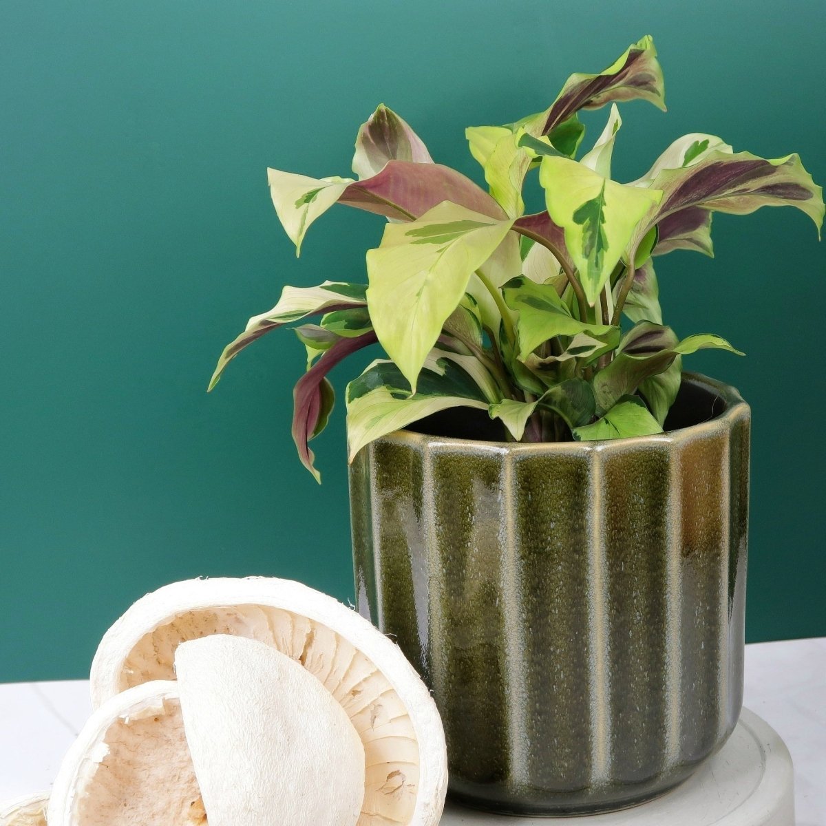 Calathea Yellow Fusion – dekorative Blattzeichnung