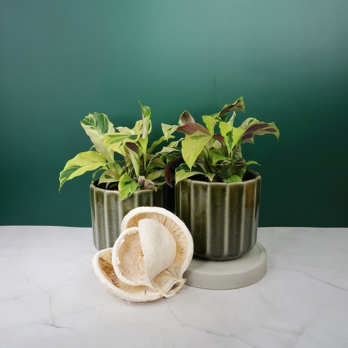 Calathea Yellow Fusion – Zimmerpflanze mit Gelb-Grün-Muster – potflourri