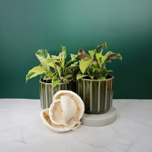 Calathea Yellow Fusion – Zimmerpflanze mit Gelb-Grün-Muster – potflourri
