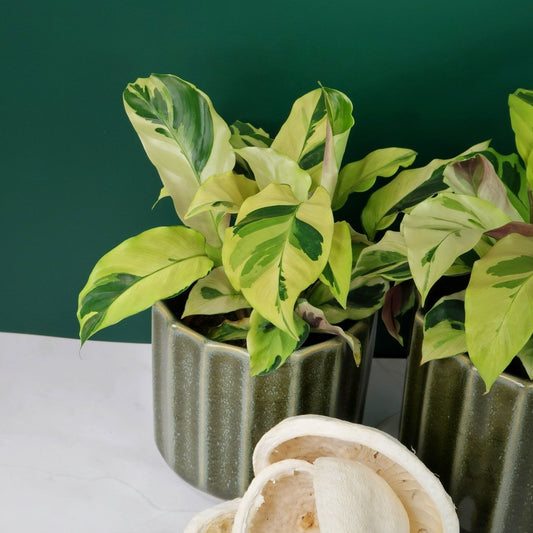 Calathea Yellow Fusion – Zimmerpflanze mit Gelb-Grün-Muster – potflourri