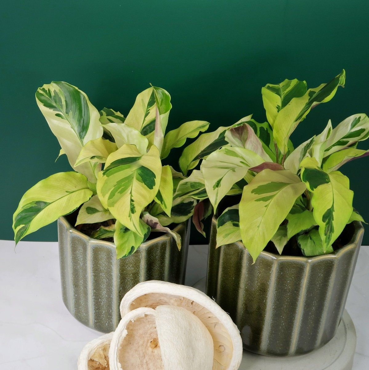 Calathea Yellow Fusion – Blätter in Gelb- und Grüntönen