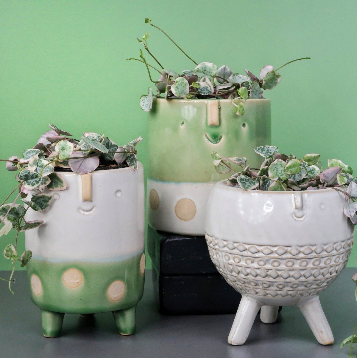 Ceropegia Woodii Variegata, lange schlanke Triebe