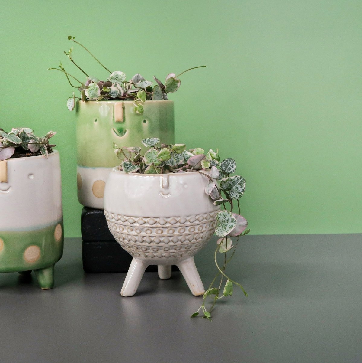 Ceropegia Woodii Variegata – hängender Wuchs