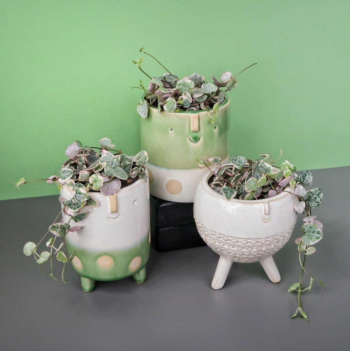 Ceropegia Woodii Variegata – zartes Erscheinungsbild