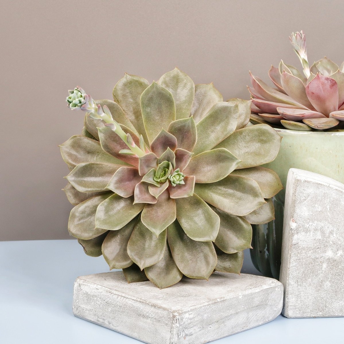 Echeveria Mina, Höhe 20 cm