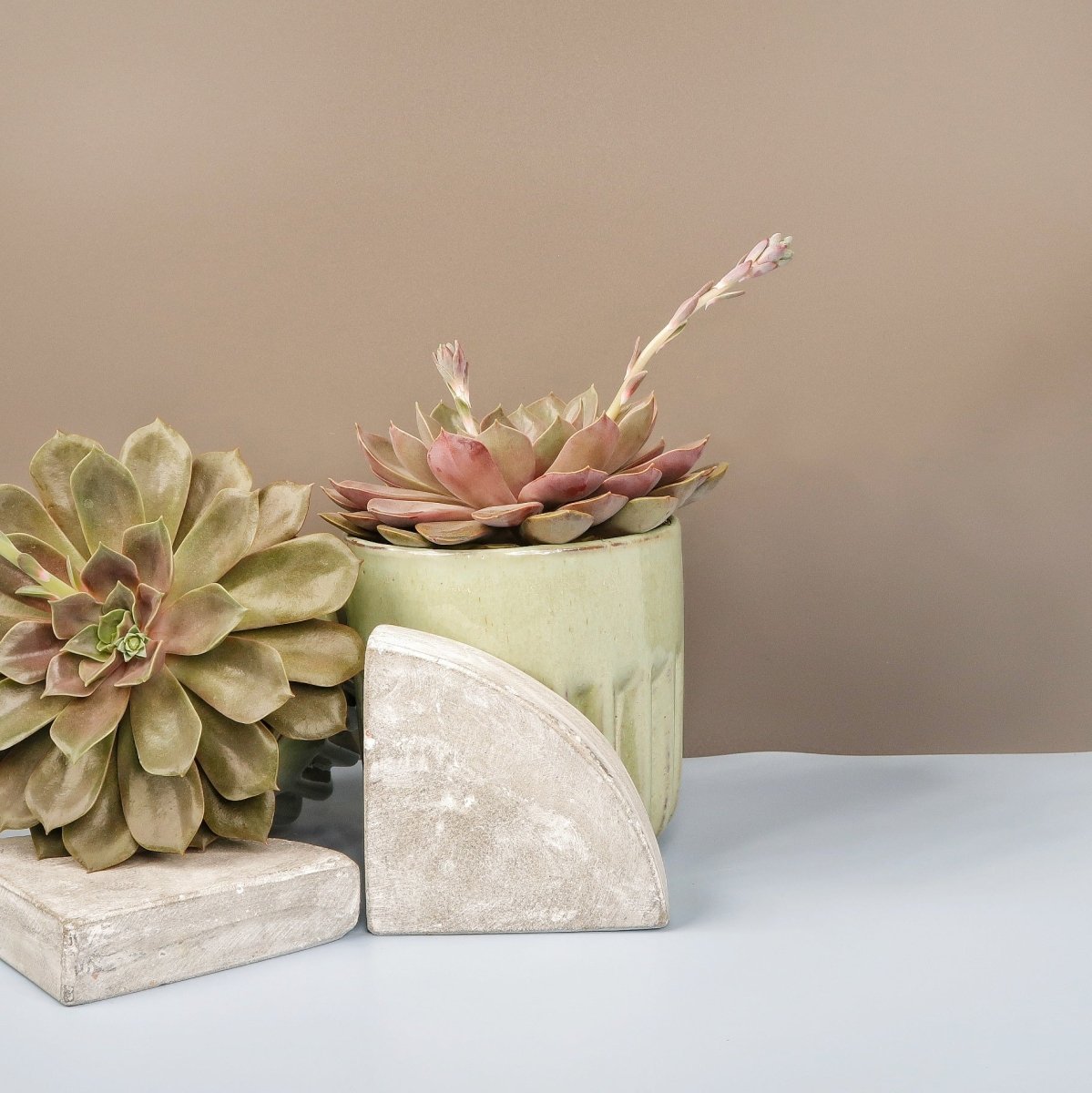 Echeveria Mina mit dekorativer Blüte