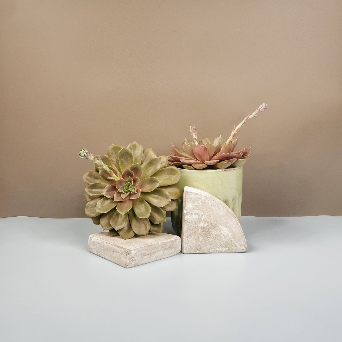 Echeveria Mina – Sukkulente mit intensiver Blattfärbung – potflourri