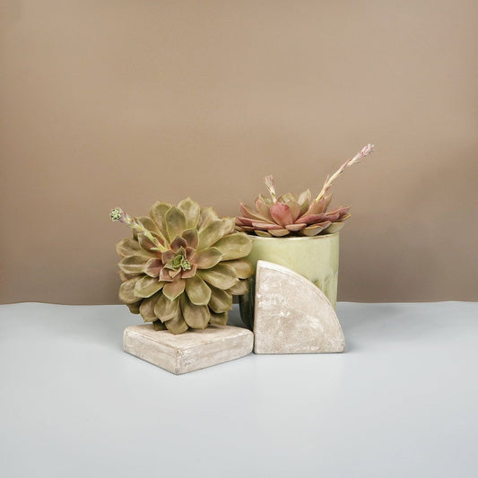 Echeveria Mina – Sukkulente mit intensiver Blattfärbung – potflourri
