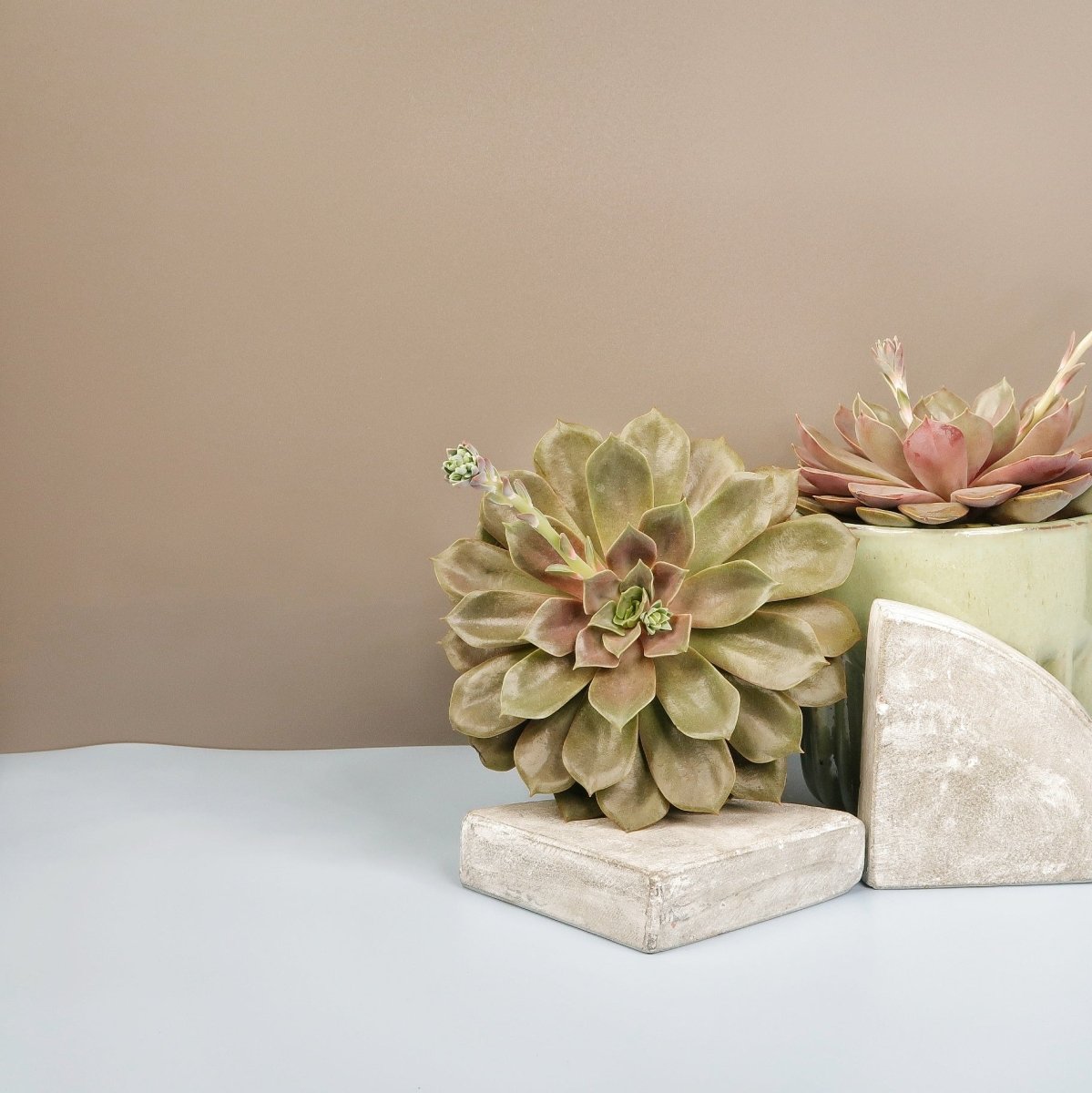 Echeveria Mina, kompakter Wuchs