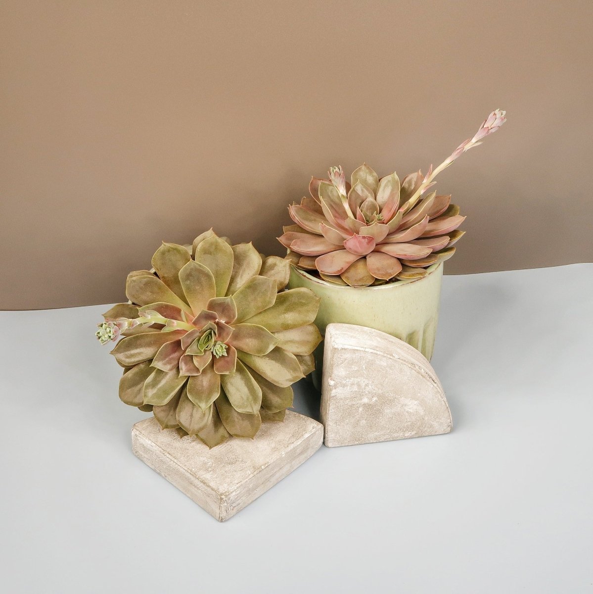 Echeveria Mina, Topfdurchmesser 13 cm