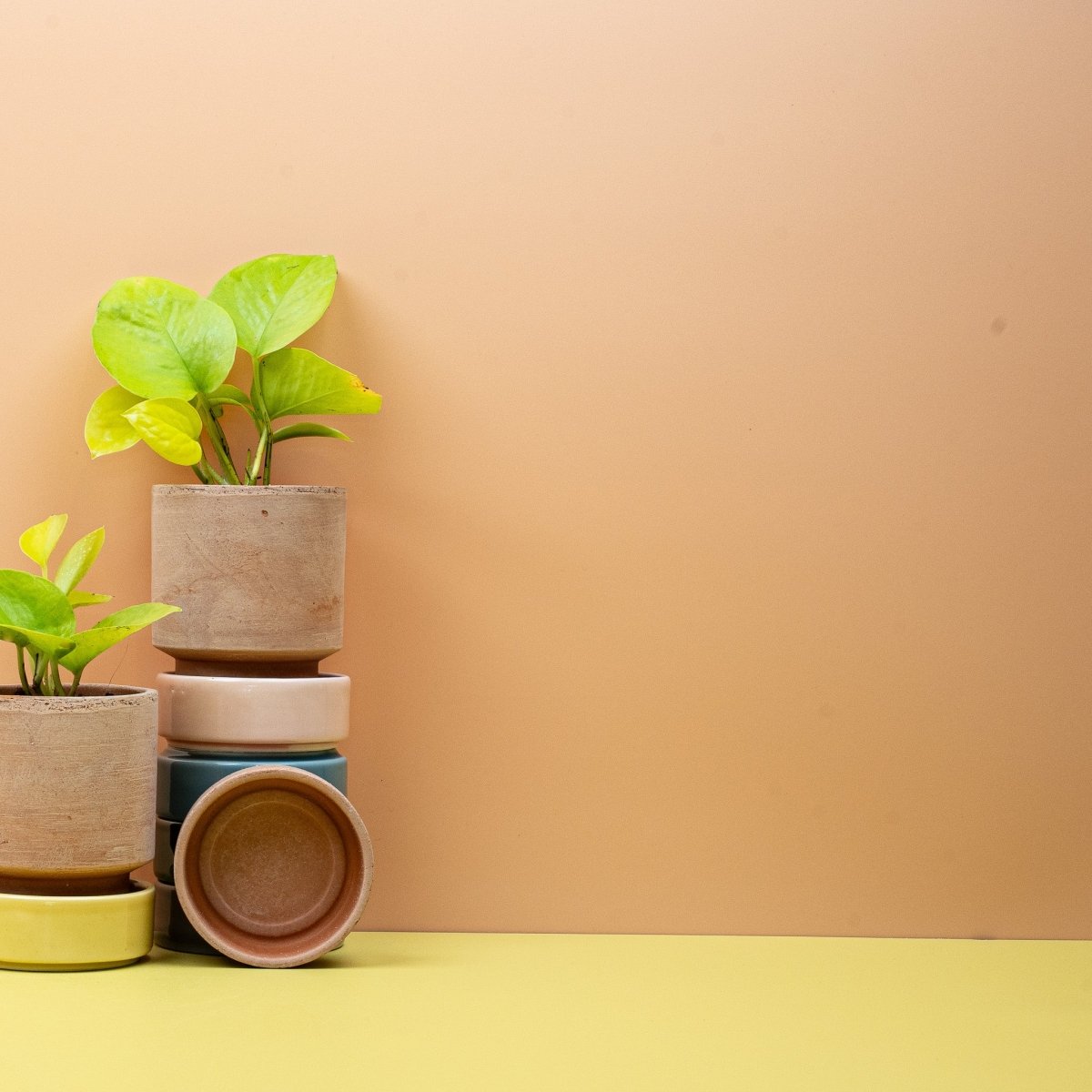 Epipremnum Golden Pothos, herzförmiges Blatt mit goldgelber Zeichnung – potflourri