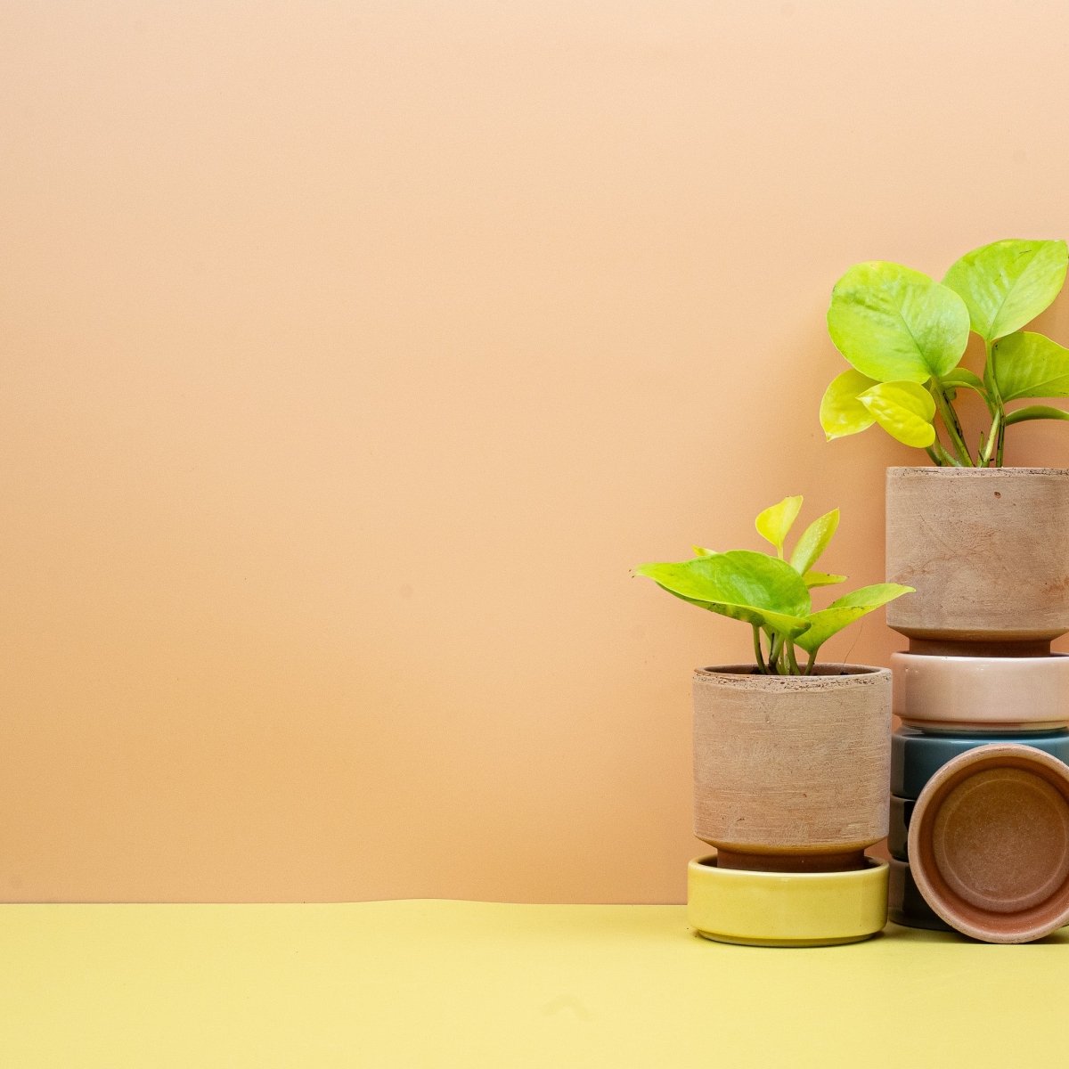 Epipremnum Golden Pothos, rankender Trieb mit mehreren Blättern – potflourri