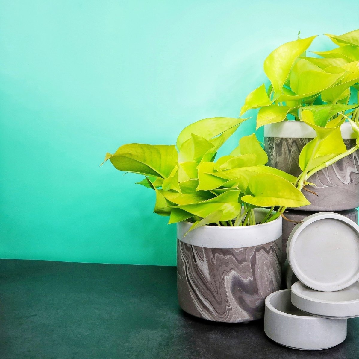 Epipremnum Golden Pothos – hängende Wuchsform