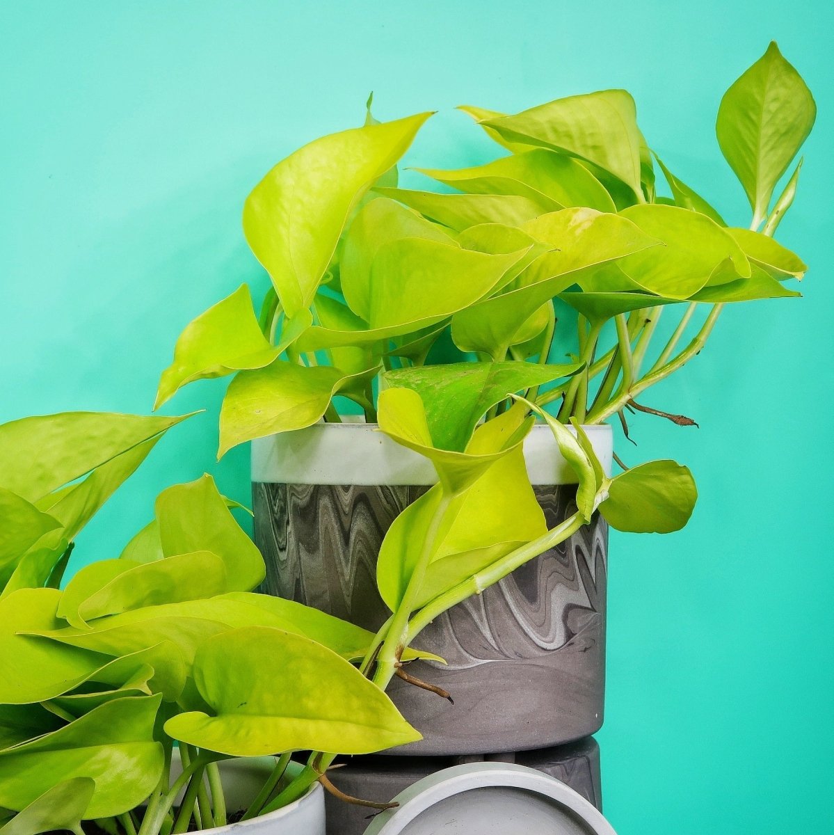 Epipremnum Golden Pothos mit gold-grünen Blättern