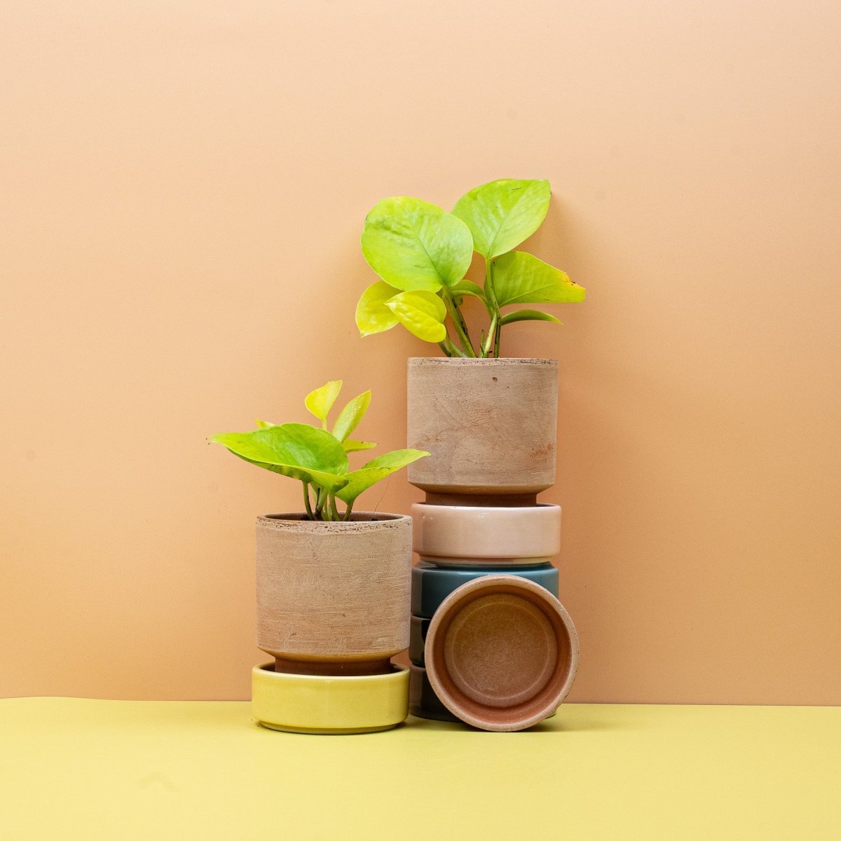 Epipremnum aureum Golden Pothos im Kulturtopf – potflourri