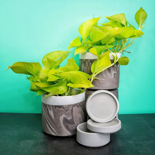 Epipremnum Golden Pothos – gelb-grüne Efeutute – potflourri