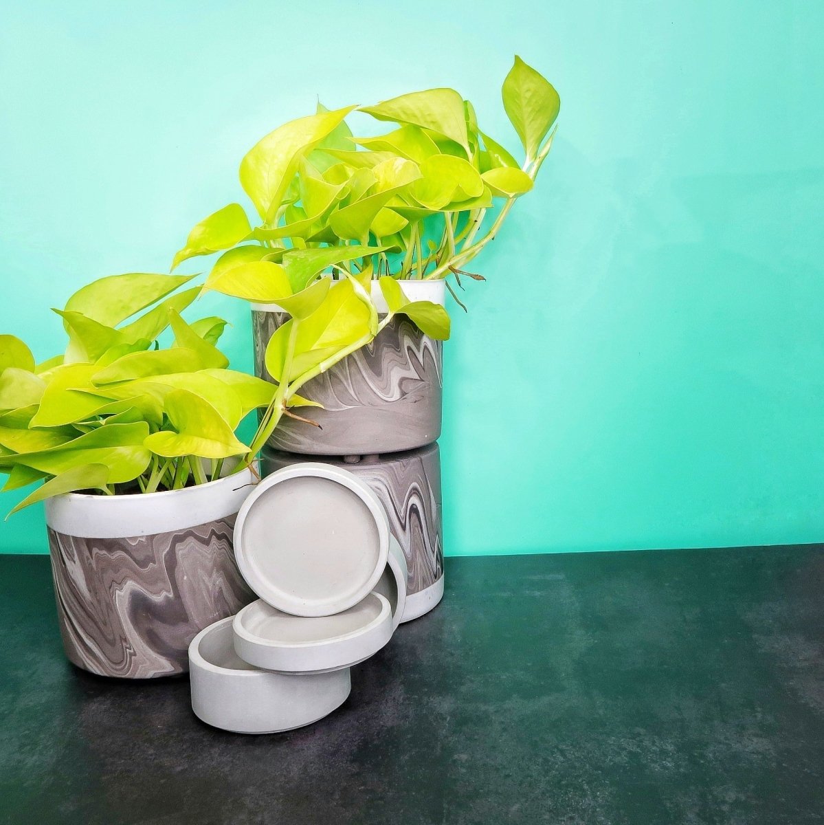 Epipremnum Golden Pothos – pflegeleichte Zimmerpflanze