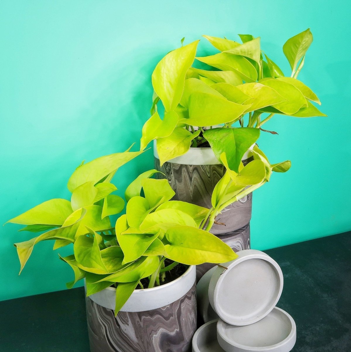 Epipremnum Golden Pothos für Blumenampeln und Regale
