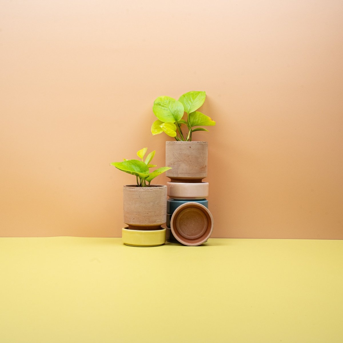 Epipremnum Golden Pothos – lebendiger Farbkontrast