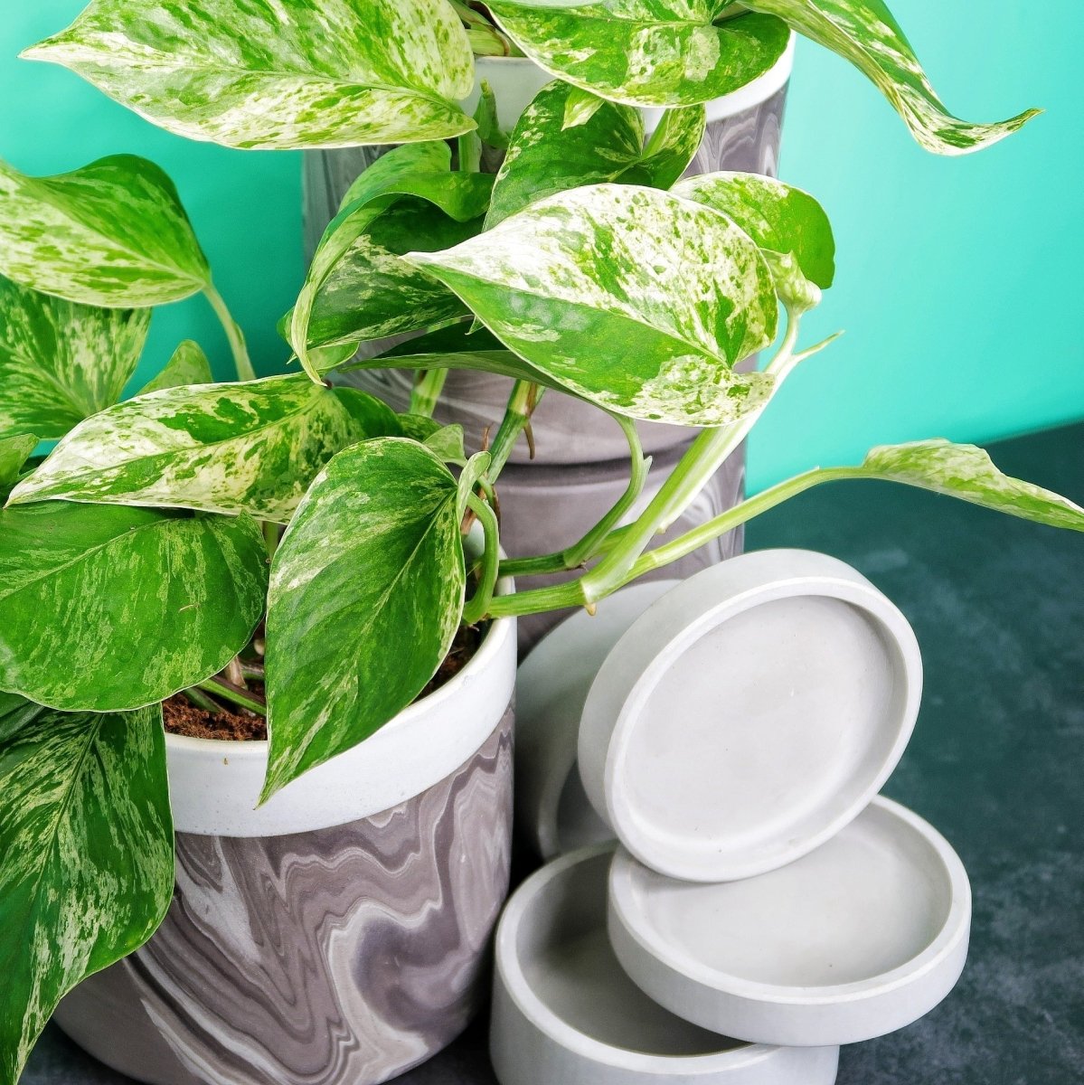 Epipremnum Marble Queen – individuelles Blattmuster