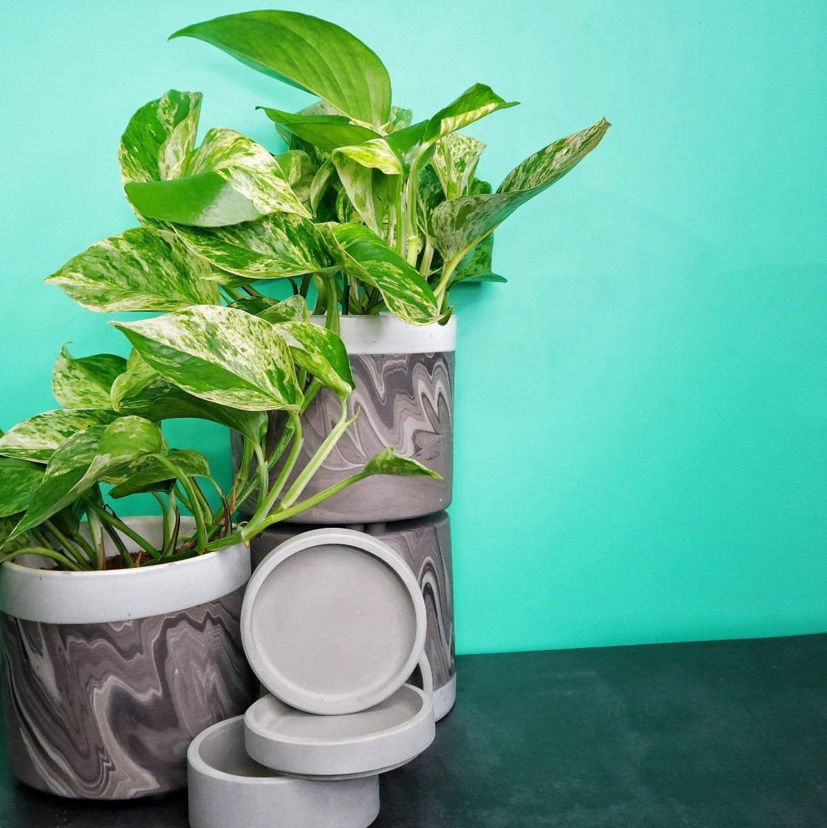 Epipremnum Marble Queen – herzförmige Blätter