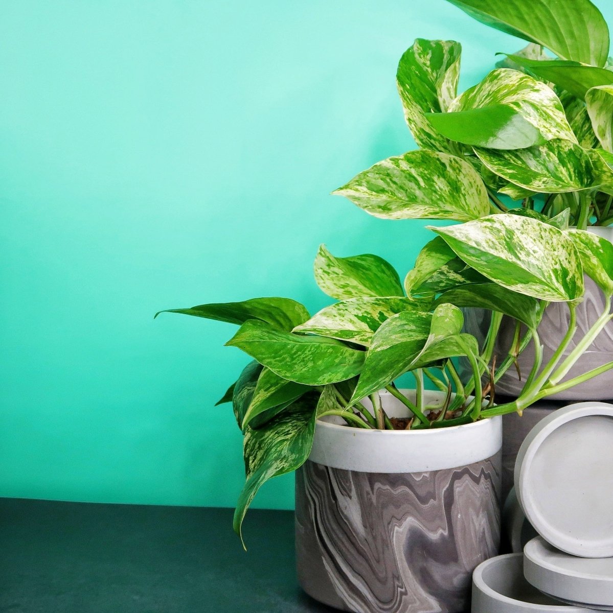 Epipremnum Marble Queen, Marmorierung aus Cremeweiß und Grün