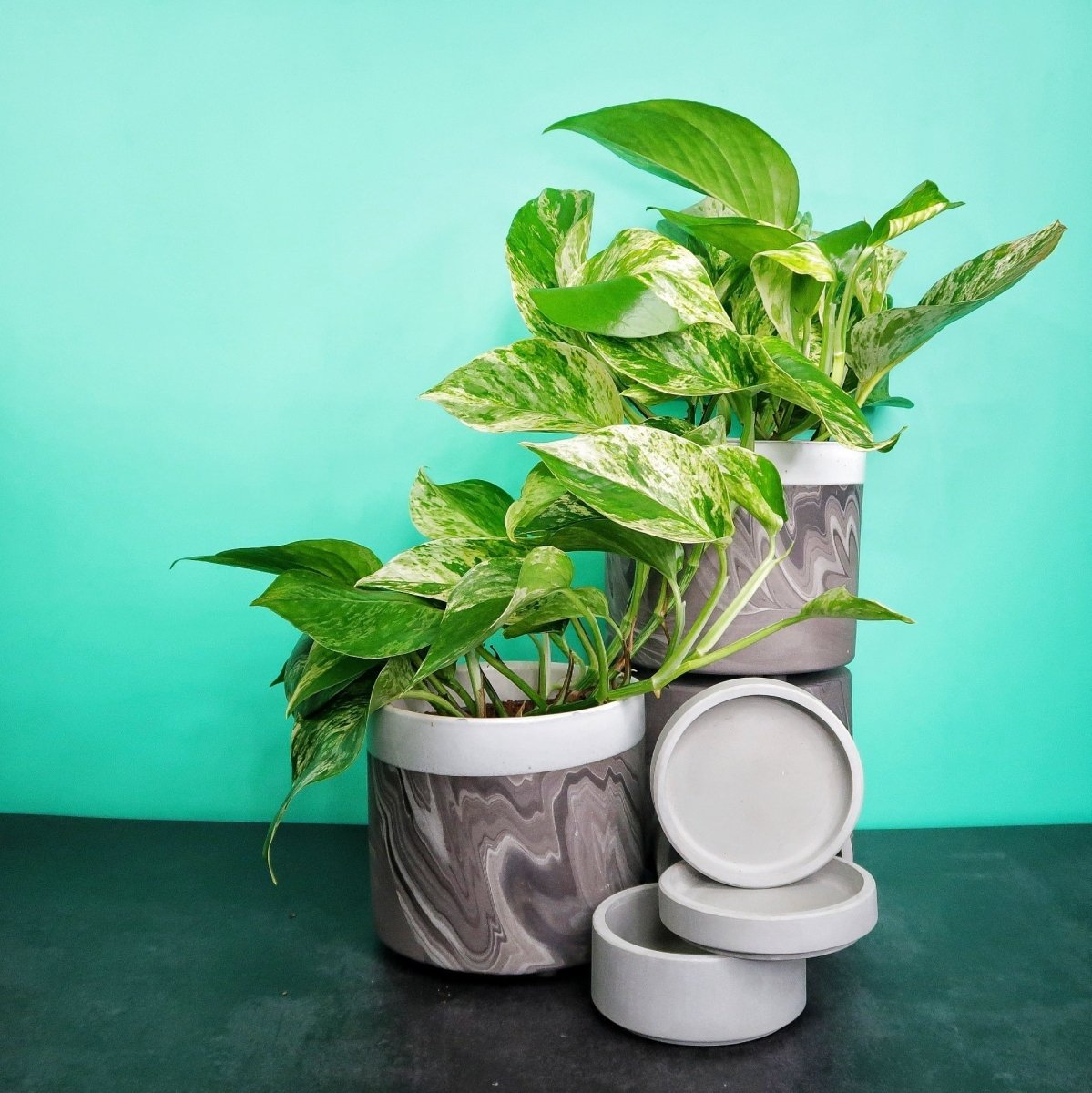 Epipremnum Marble Queen – panaschierte Zimmerpflanze – potflourri