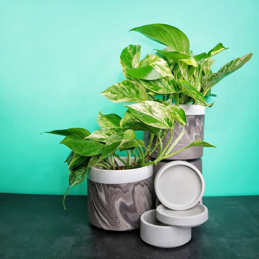 Epipremnum Marble Queen – panaschierte Zimmerpflanze – potflourri
