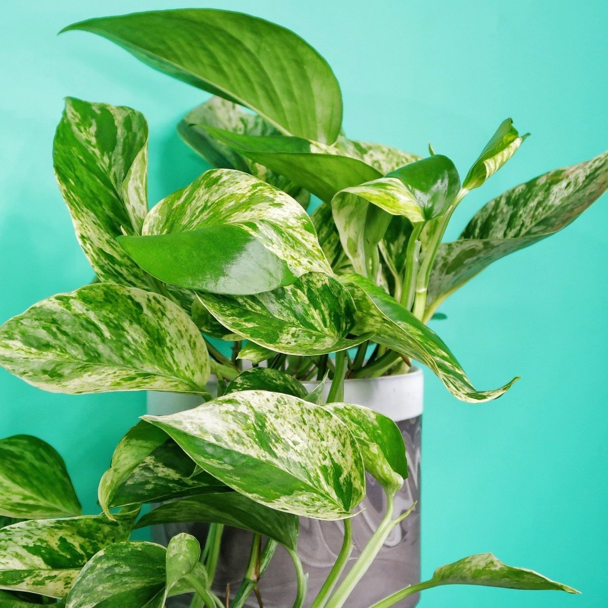 Epipremnum Marble Queen, kräftiges Wachstum