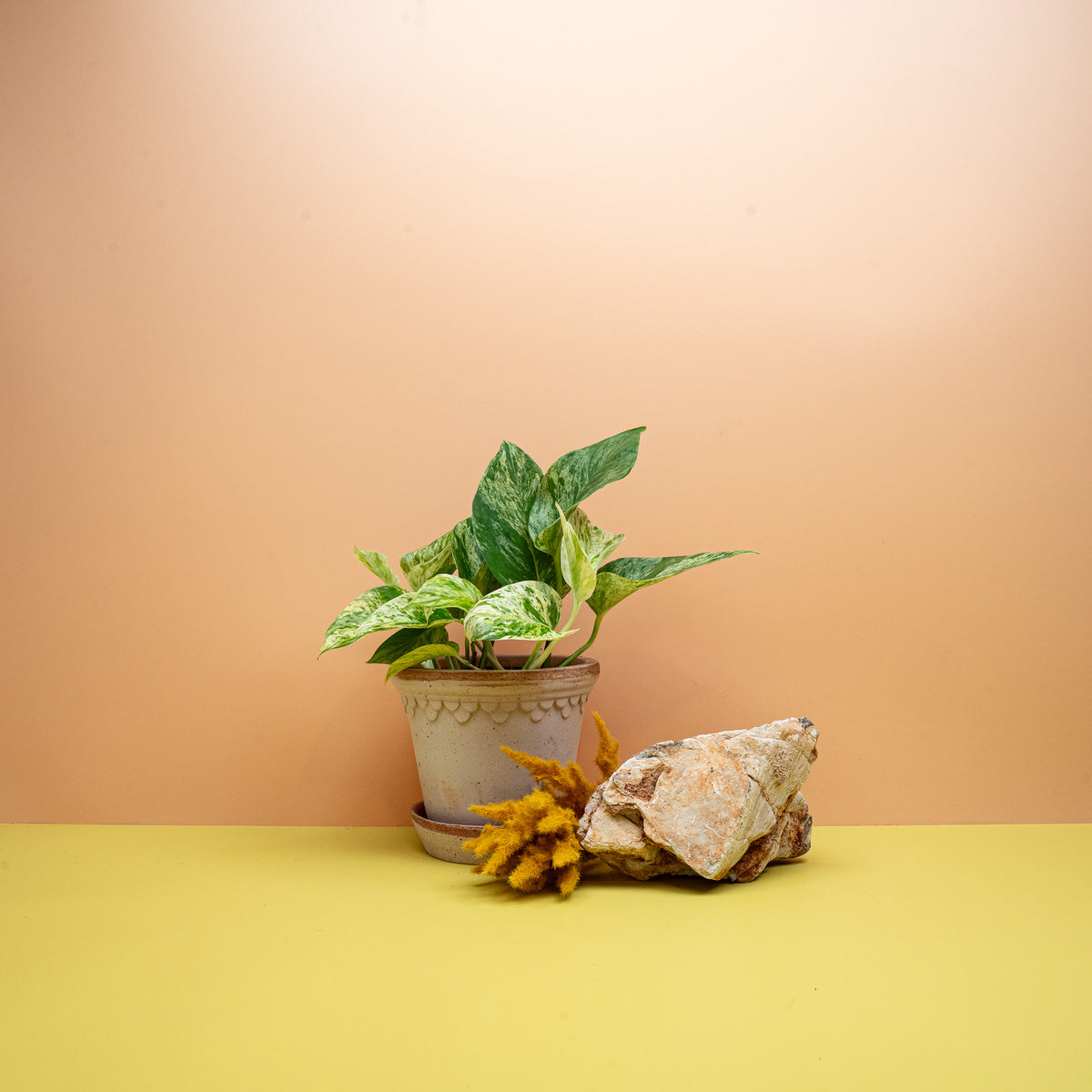 EPIPREMNUM MARBLE QUEEN