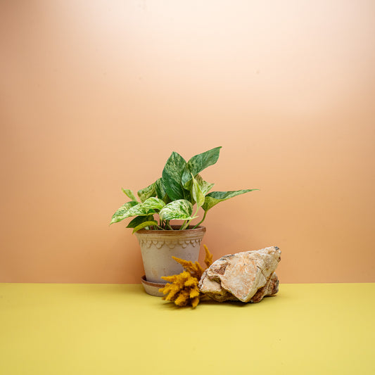 EPIPREMNUM MARBLE QUEEN