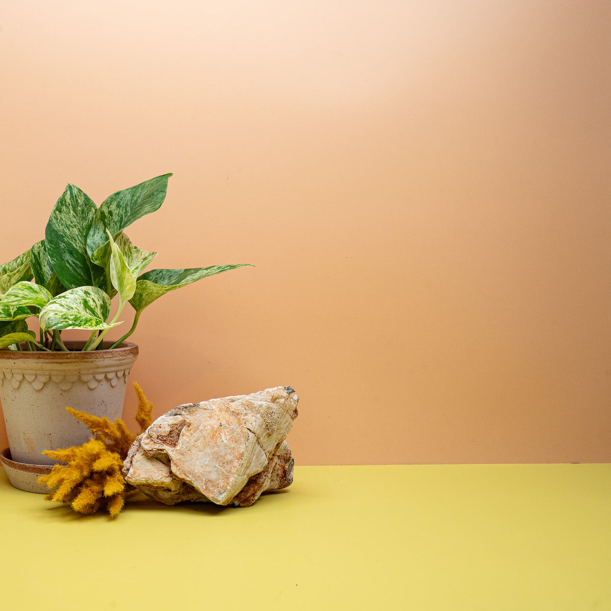 EPIPREMNUM MARBLE QUEEN