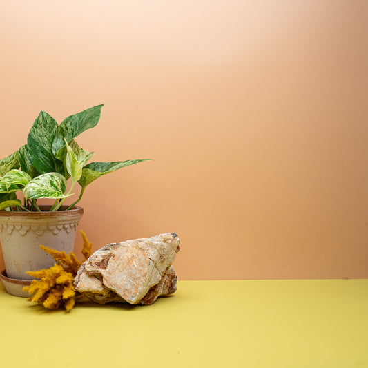 EPIPREMNUM MARBLE QUEEN