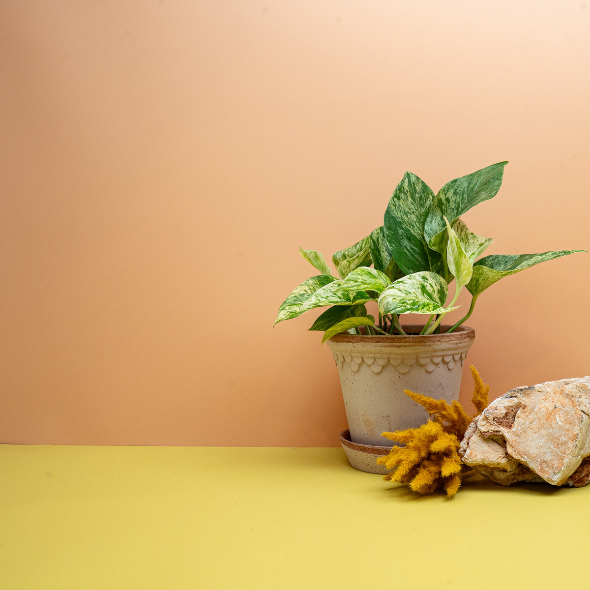 EPIPREMNUM MARBLE QUEEN