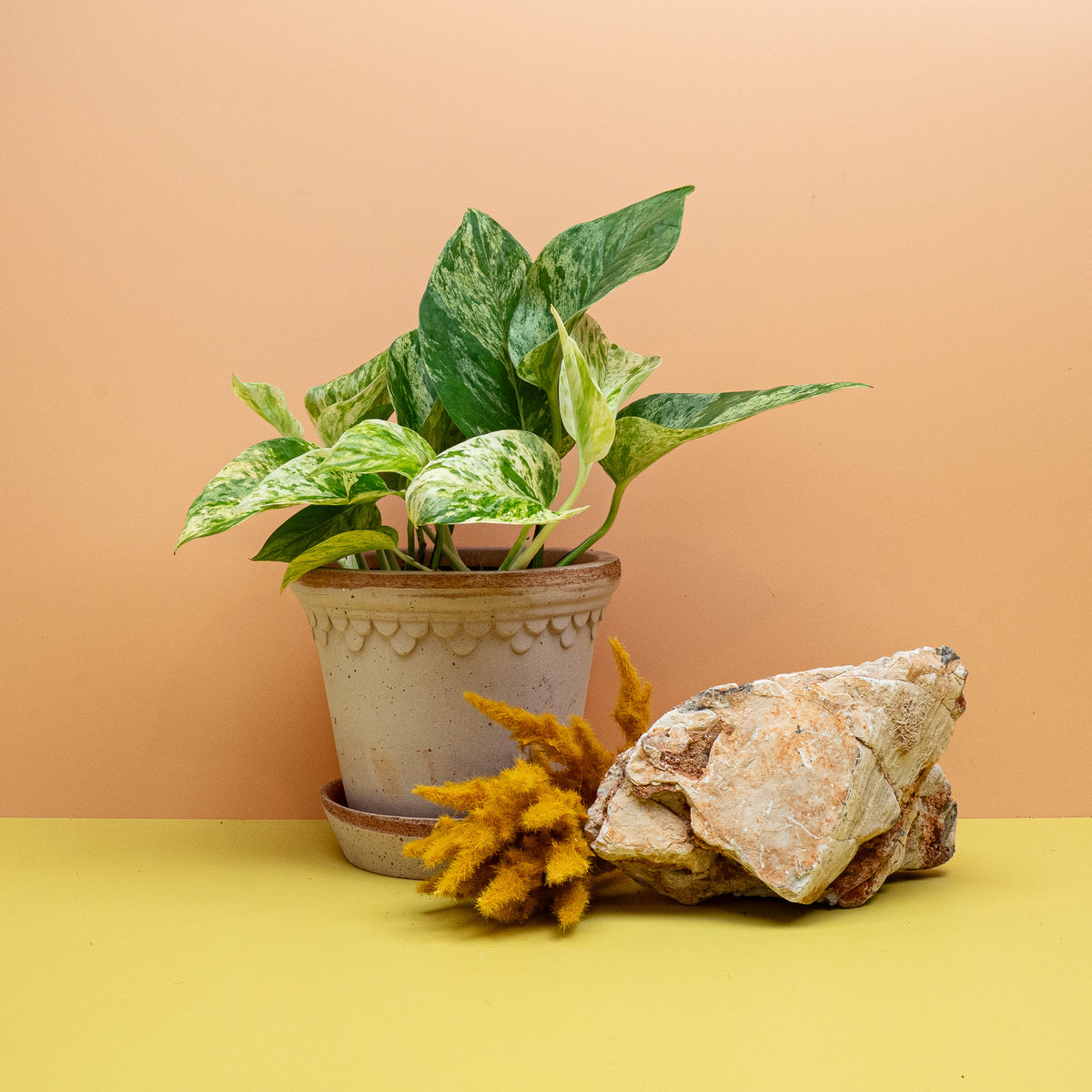 EPIPREMNUM MARBLE QUEEN