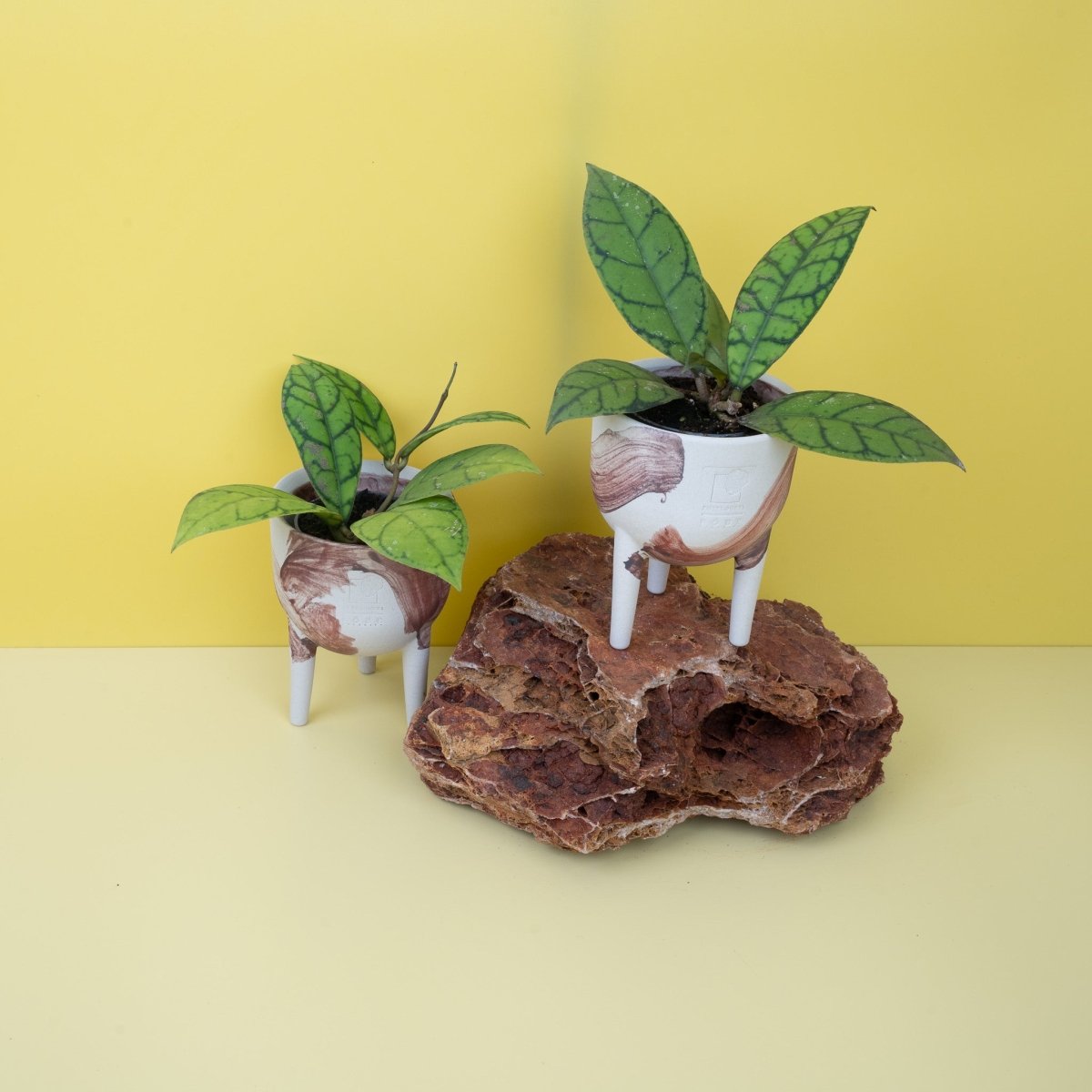 Hoya Callistophylla, Gesamtansicht der Pflanze