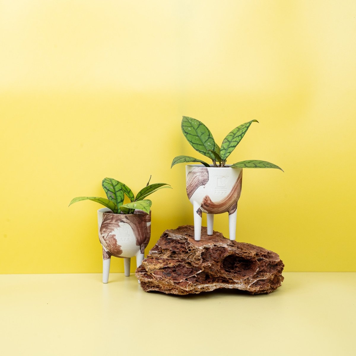 Hoya Callistophylla, dunkelgrüne Blätter mit Netzmuster – potflourri
