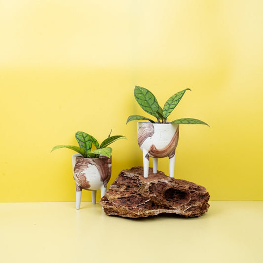Hoya Callistophylla, dunkelgrüne Blätter mit Netzmuster – potflourri