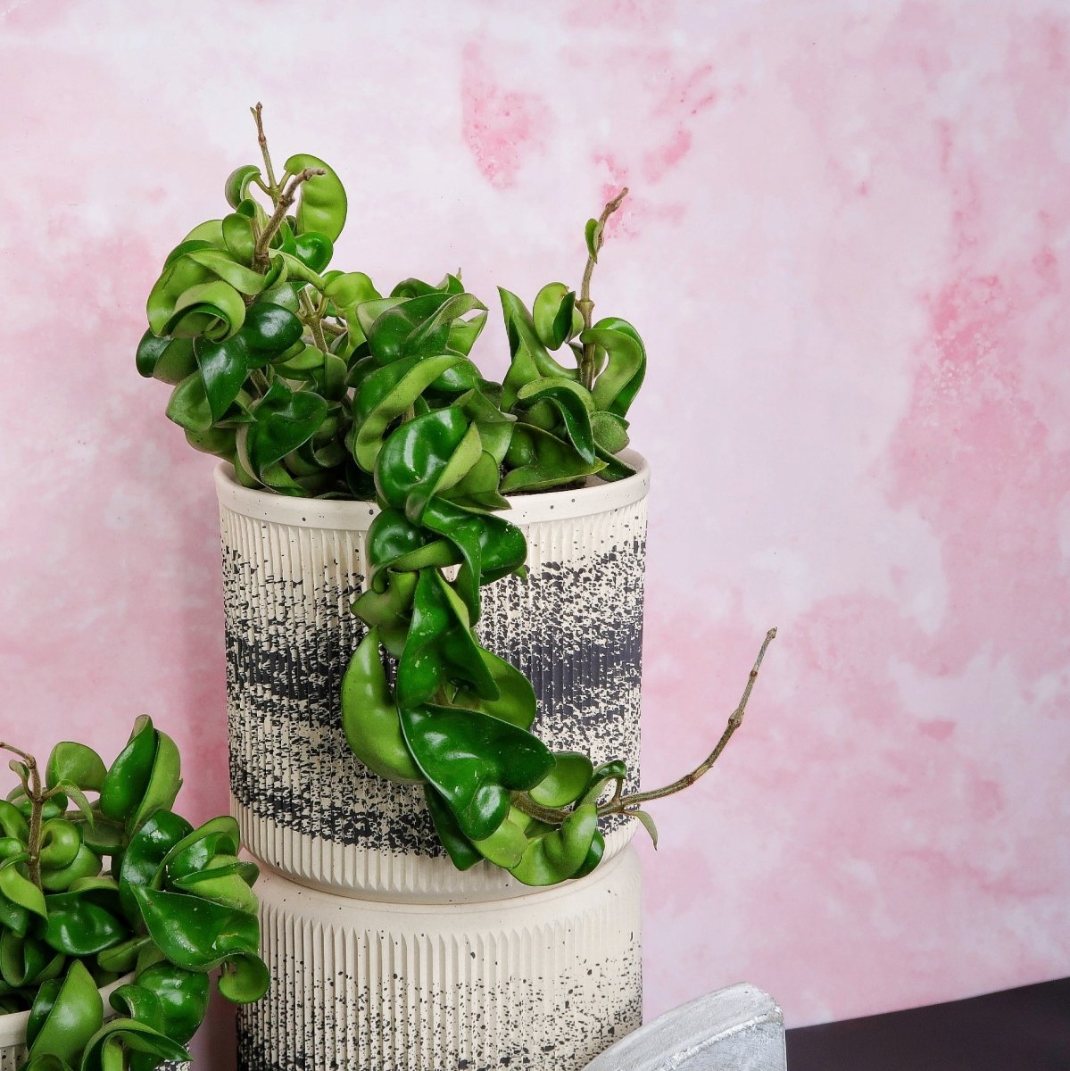 Hoya Carnosa Compacta – dichte, gedrehte Blattform