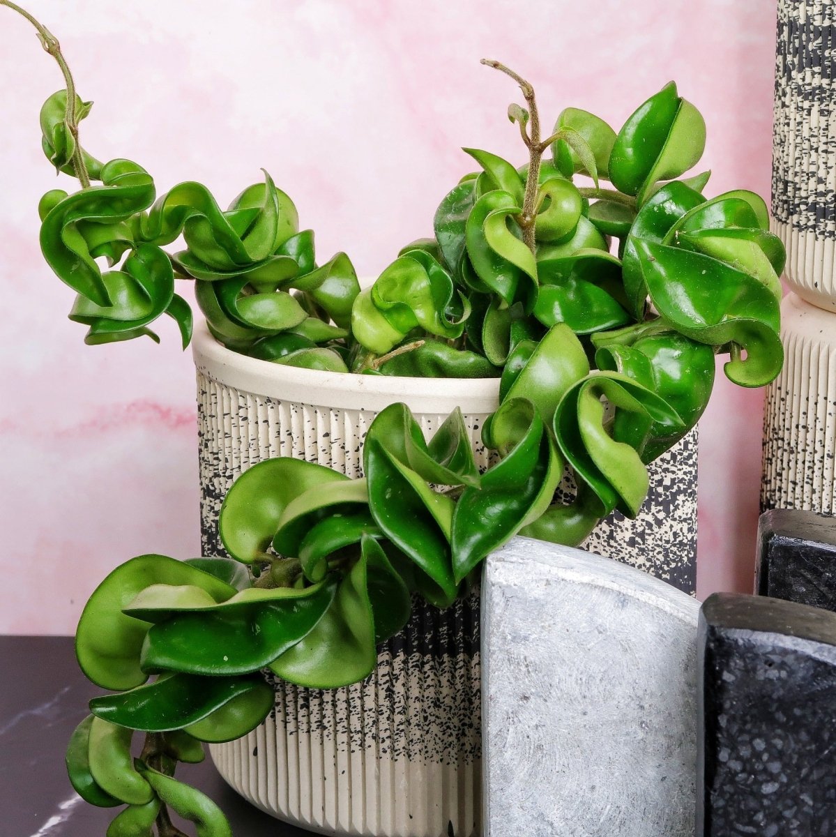 Hoya Carnosa Compacta mit kräftigem Grün