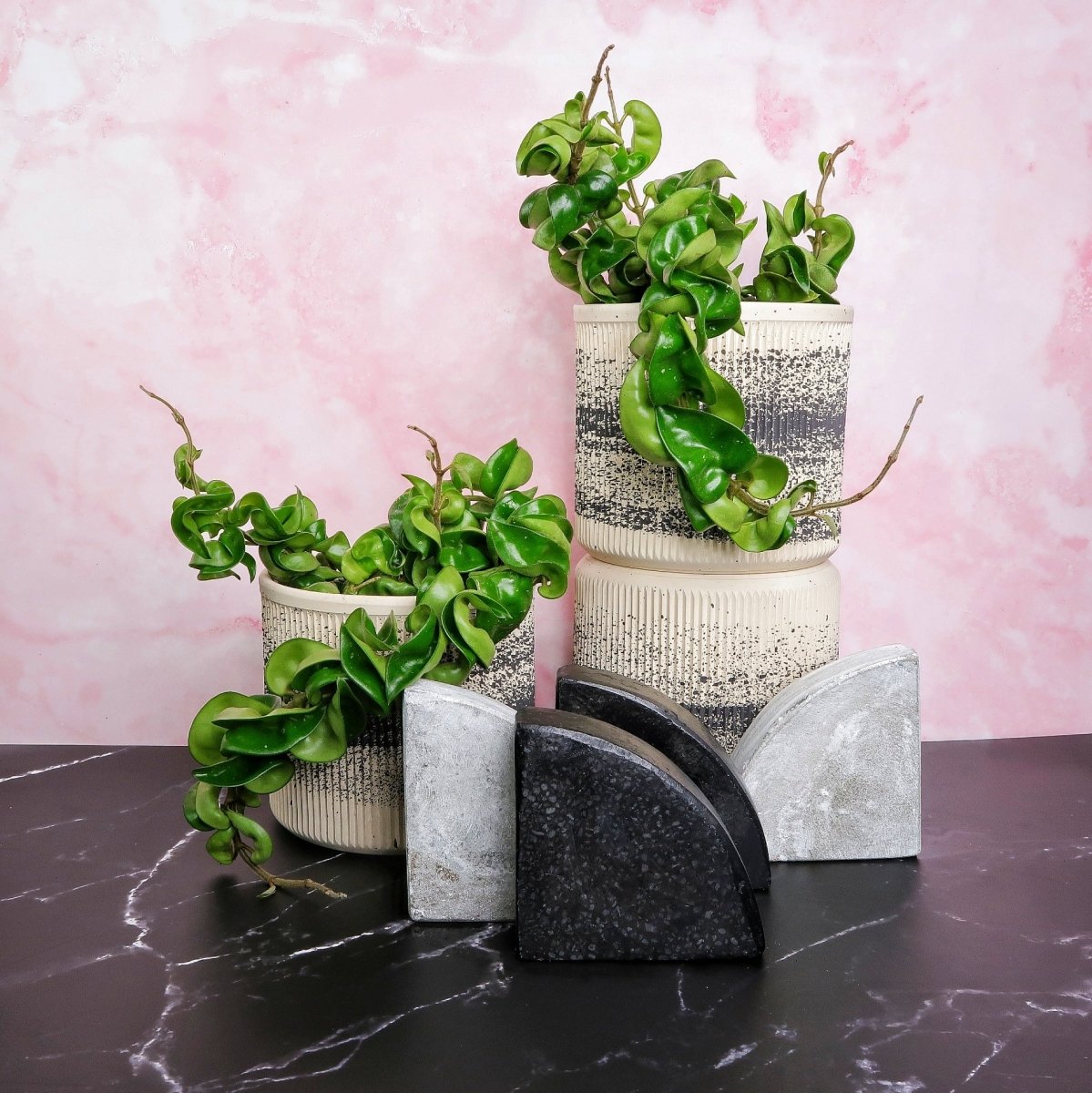 Hoya Carnosa Compacta – Wachsblume mit gelockten Blättern – potflourri