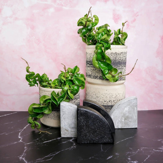 Hoya Carnosa Compacta – Wachsblume mit gelockten Blättern – potflourri