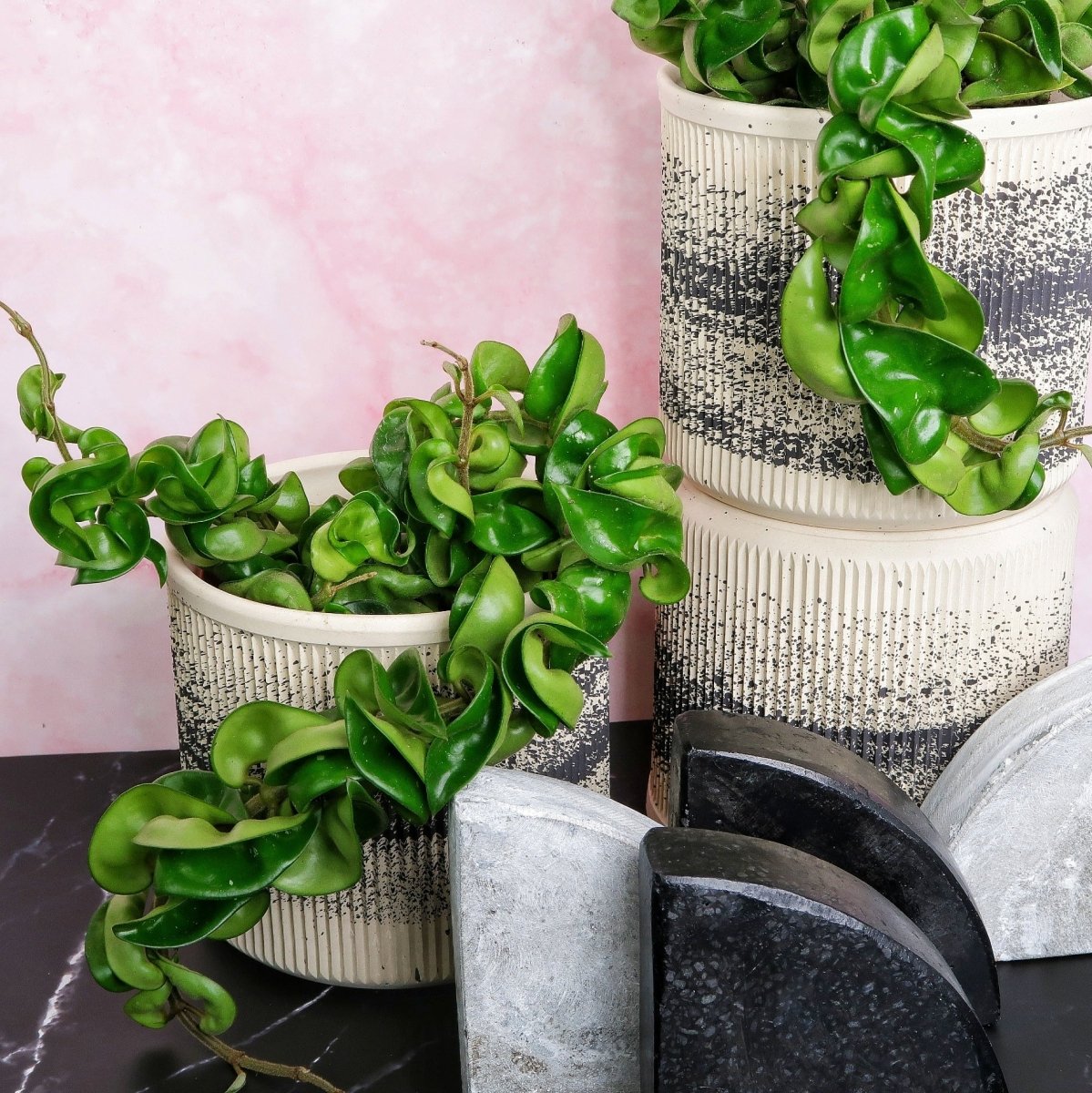 Hoya Carnosa Compacta mit sternförmigen, wachsartigen Blüten
