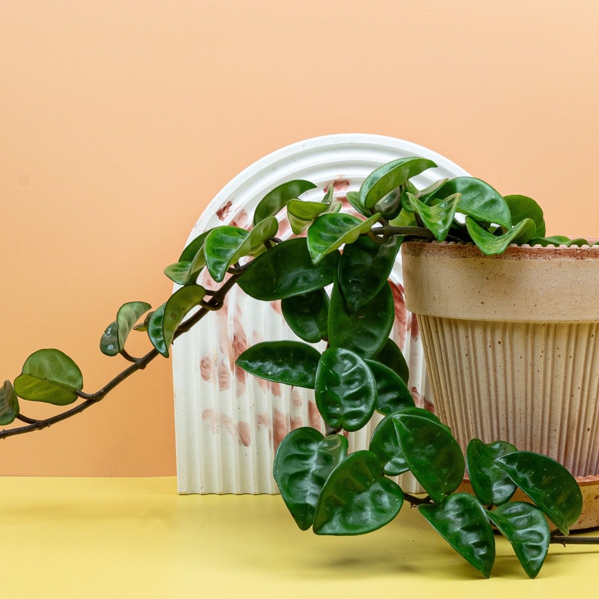 Hoya Carnosa Krinkle, charakteristische unverwechselbare Optik