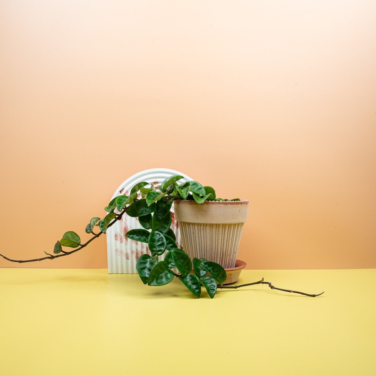 Hoya Carnosa Krinkle – Wachspflanze aus Nordaustralien – potflourri