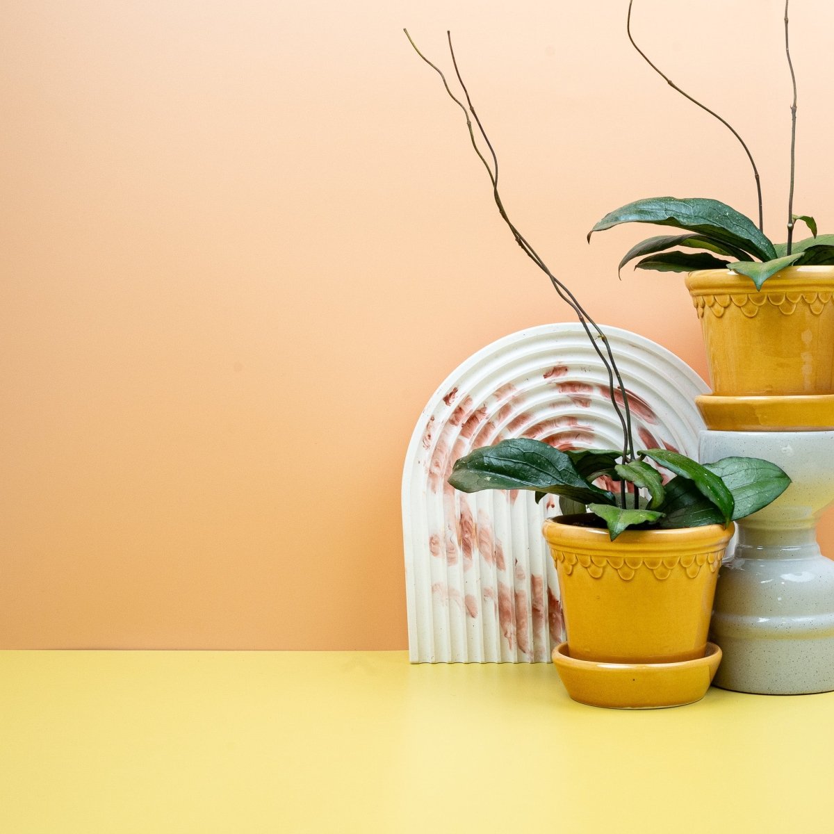 Hoya Erythrina, kletternder Trieb mit paarigen Blättern – potflourri