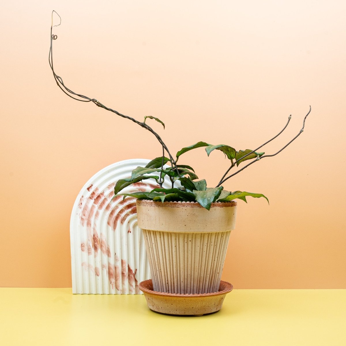 Hoya Erythrina als Kletterpflanze an Rankhilfe