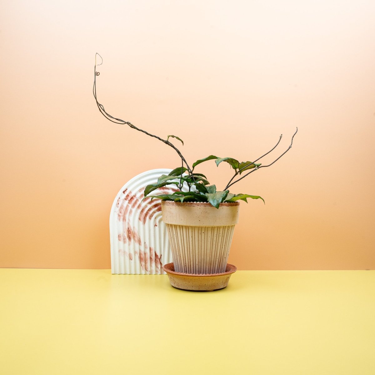 Hoya Erythrina, glänzend ledrige Blätter – potflourri